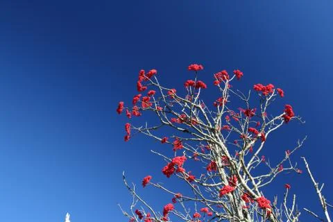Winterberry Stock Photos