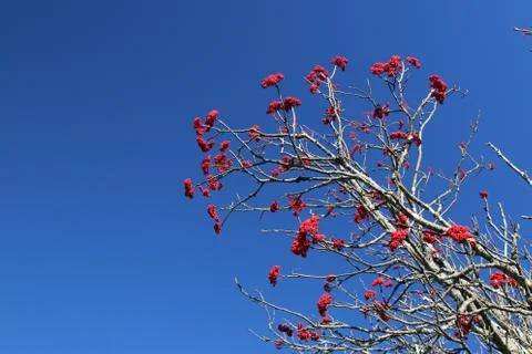Winterberry Stock Photos