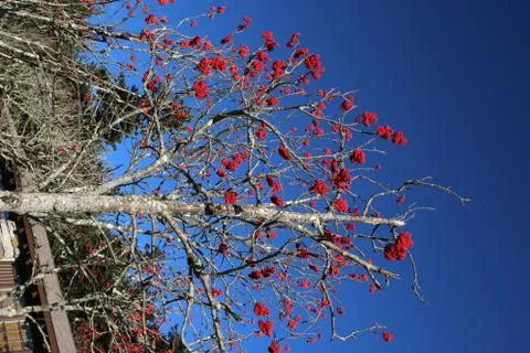 Winterberry Stock Photos