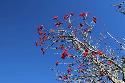Winterberry Stock Photos