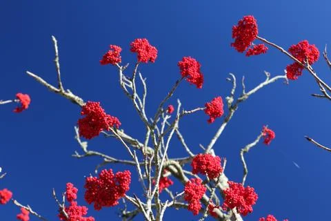 Winterberry Stock Photos