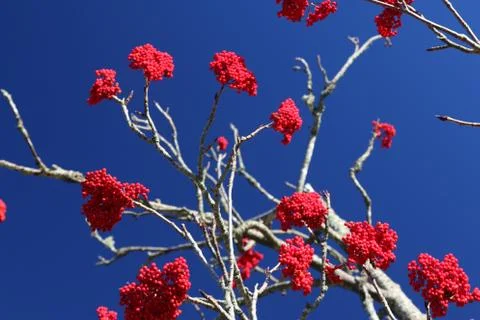 Winterberry Stock Photos
