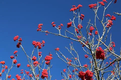 Winterberry Stock Photos