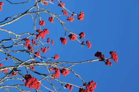 Winterberry Stock Photos