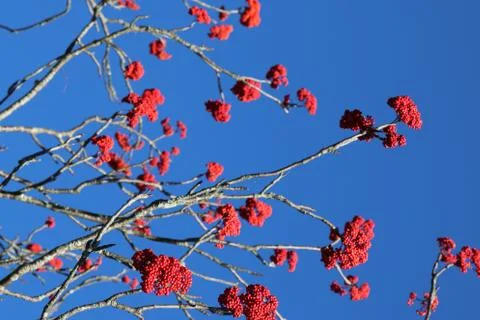 Winterberry Stock Photos