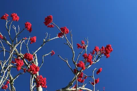 Winterberry Stock Photos