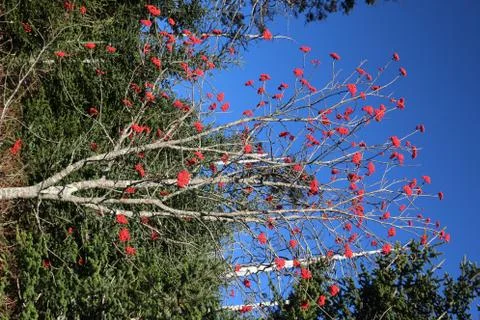 Winterberry Stock Photos