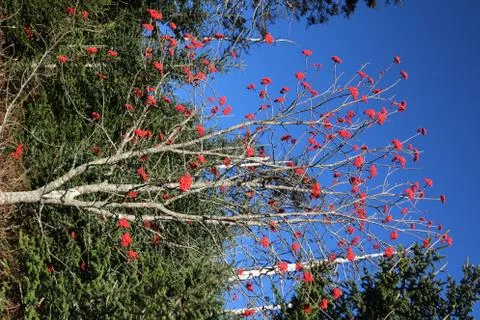 Winterberry Stock Photos