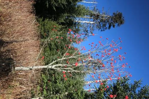 Winterberry Stock Photos