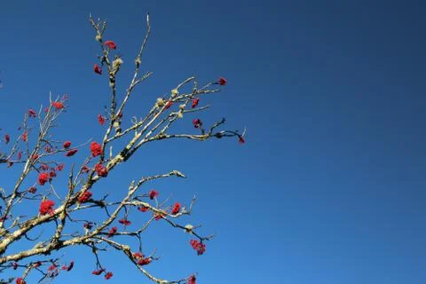 Winterberry Stock Photos