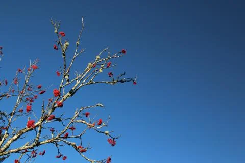 Winterberry Stock Photos