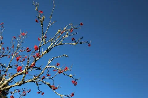 Winterberry Stock Photos