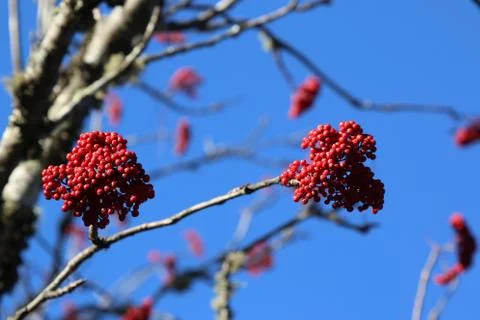 Winterberry Stock Photos