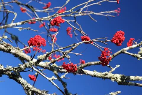 Winterberry Foto stock