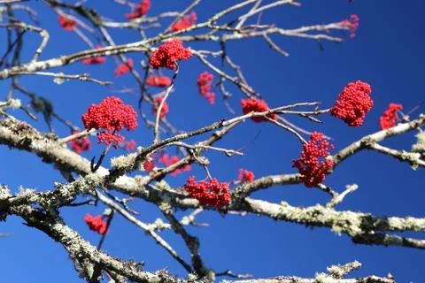 Winterberry Stock Photos