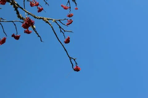 Winterberry Stock Photos
