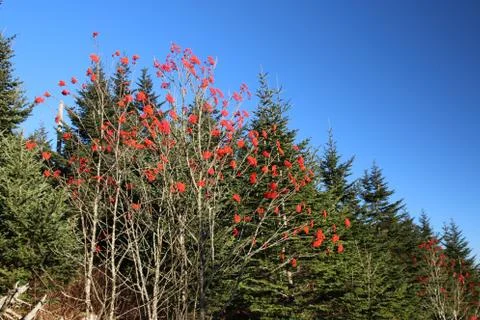 Winterberry Stock Photos