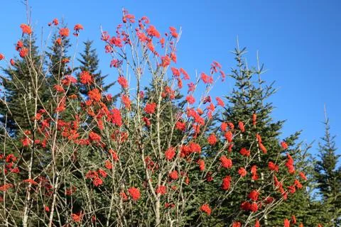 Winterberry 写真素材