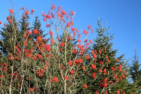 Winterberry Stock Photos