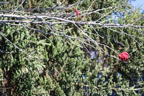 Winterberry Stock Photos