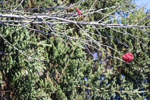 Winterberry Stock Photos