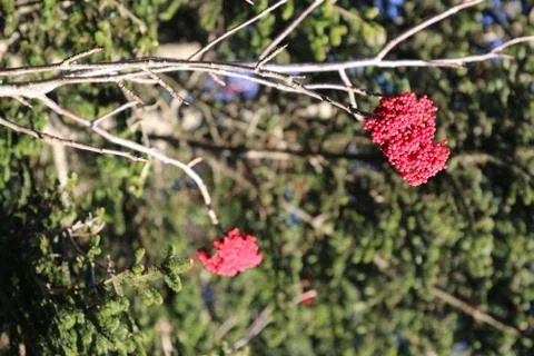 Winterberry Stock Photos