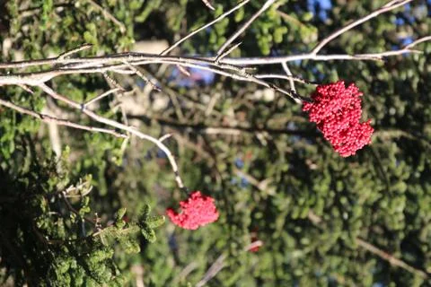 Winterberry Stock Photos