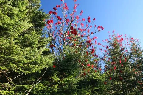 Winterberry Stock Photos