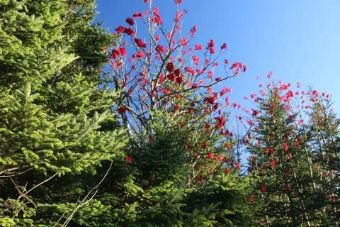 Winterberry Stock Photos