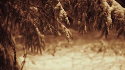 Winter.Covered with snow Christmas tree in the forest in the wild nature.Merry 스톡 동영상 166684087