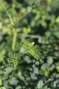 Wintercreeper Minimus Stock Photos
