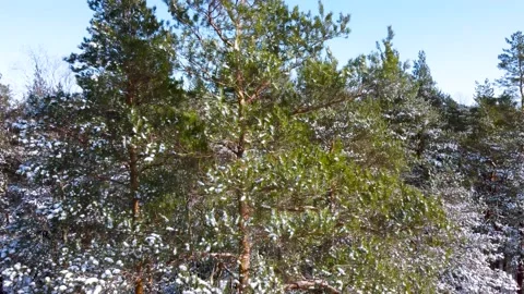 WinterForest, 4K Video stock 150254894