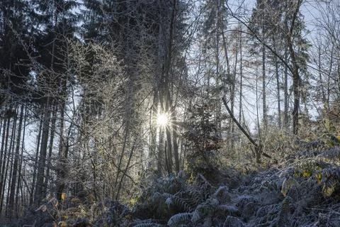 Winterforest with deep sun 스톡 사진