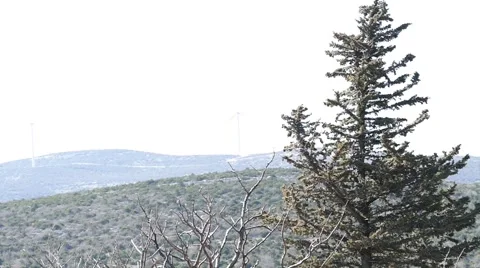 Wintergreen Tree On The Strong Wind Vídeo Stock 48675799