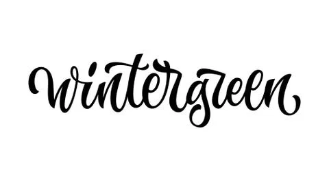 Wintergreen - vector hand drawn calligraphy style lettering word. Stock Illustration