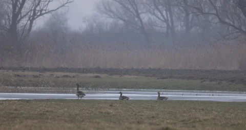 Wintering birds over the backwaters, 4K slomo Stock Footage 168035392