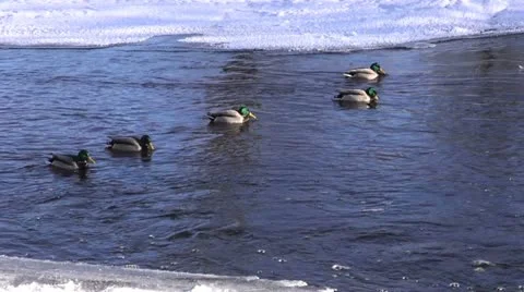 Wintering ducks (Anas platyrynchos) on river water Stock Footage