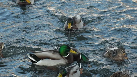 Wintering ducks at winter river, 4x slow motion, Russia Stock Footage 297576544