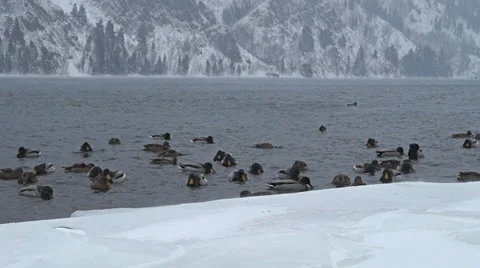 Wintering ducks on the Yenisei River in the background of the Sayan Mountains Stock Footage 38129371