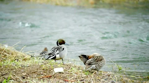 Wintering grounds of Duck (Pintail) Video stock 64178255