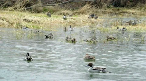 Wintering grounds of Duck (Pintail) Video stock 64178315