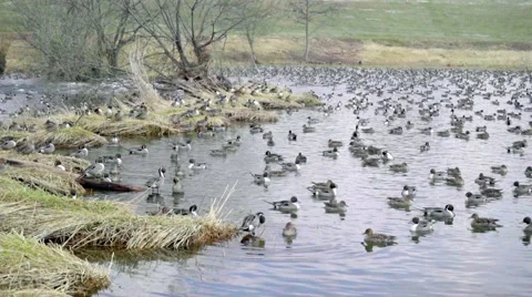 Wintering grounds of Duck (Pintail) Video stock 64179133