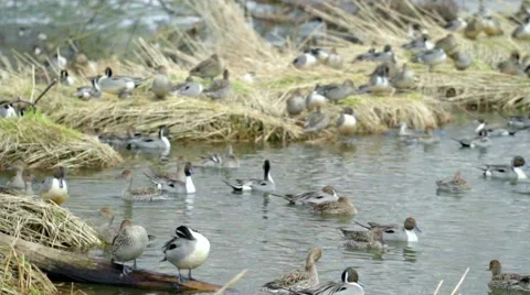 Wintering grounds of Duck (Pintail) Video stock 64179375