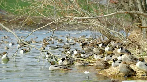 Wintering grounds of Duck (Pintail) Video stock 64179941