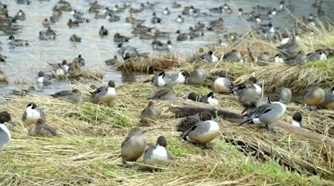 Wintering grounds of Duck (Pintail) Video stock 64180616