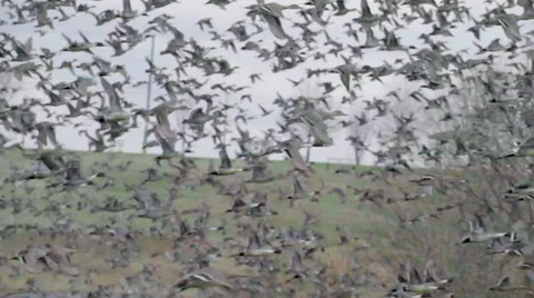 Wintering grounds of Duck (Pintail) Video stock 64181389