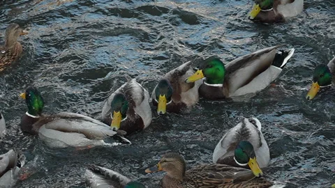 Wintering mallard ducks at winter river hole, 8x slow motion, Russia Stock-Footage 297576402