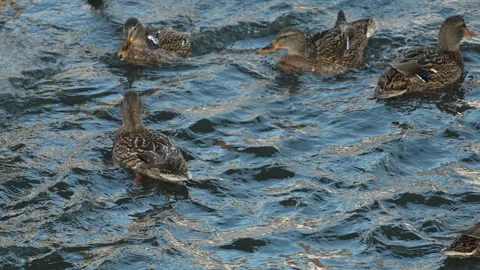 Wintering mallard ducks at winter river hole, 4x slow motion, Russia Stock Footage 297576586