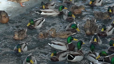 Wintering mallard ducks at winter river, 8x slow motion, Russia Stock Footage 297576858