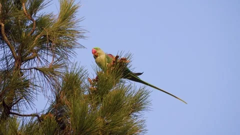 Wintering parrots. Iran Stock Footage 260043920